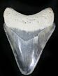 Serrated  Bone Valley Megalodon Tooth #22889-1